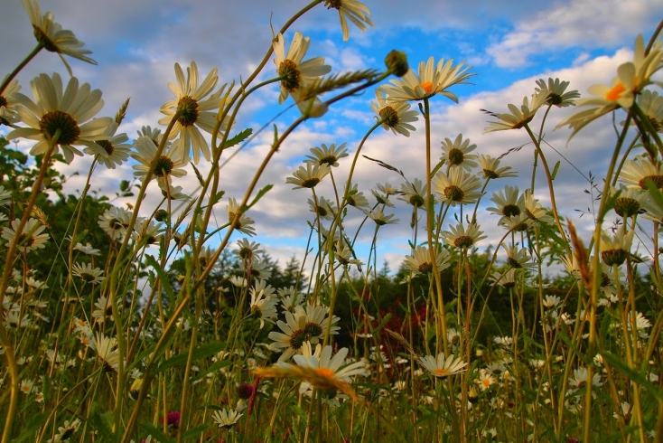 Flora